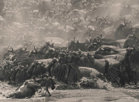 Wildebeest by Singaporean photographer William Chua, winner of The Pano Awards Southeast Asia Open Photographer of the Year 2025, captures the raw intensity of Kenya’s great migration in stunning panoramic detail.