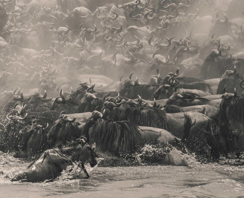 Wildebeest by Singaporean photographer William Chua, winner of The Pano Awards Southeast Asia Open Photographer of the Year 2025, captures the raw intensity of Kenya’s great migration in stunning panoramic detail.