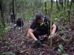 Epson employees planted a total of 371 seedlings in La Mesa Eco Park.